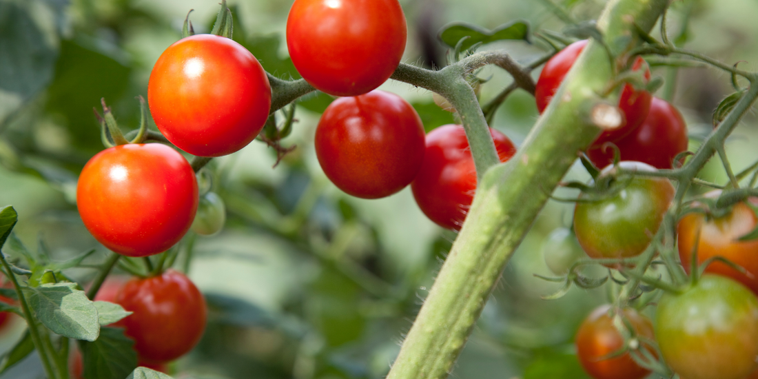 do cherry tomato plants come back every year