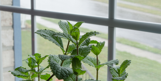 how to grow mint indoors