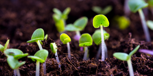 how to plant basil from seeds