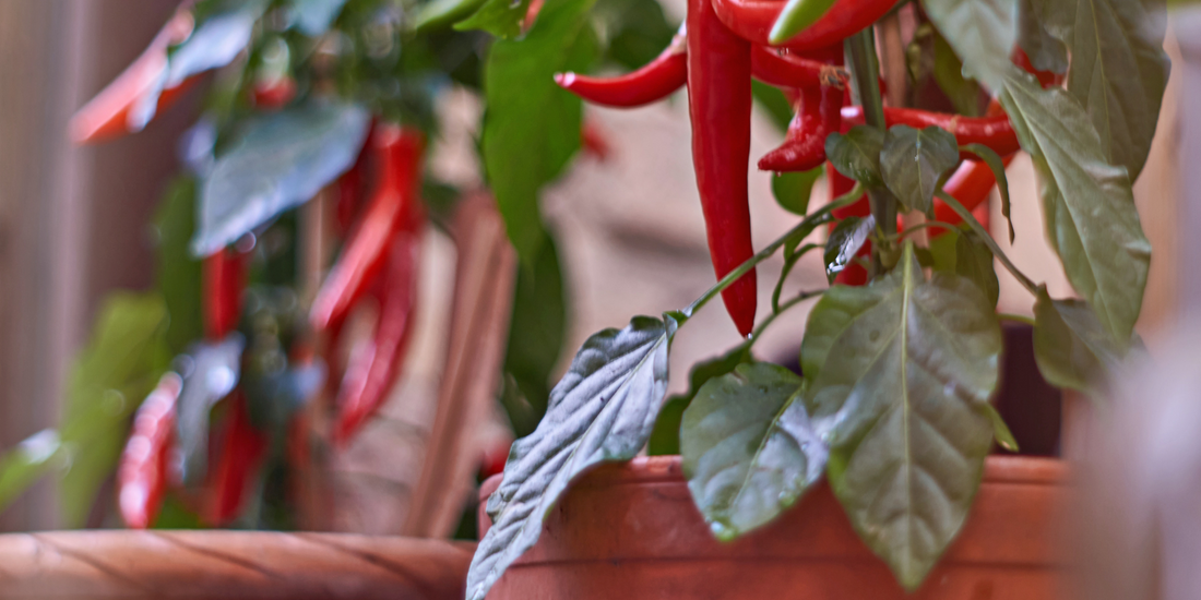how to plant Chilis from seeds