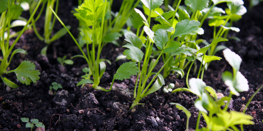 how to plant cilantro from seeds