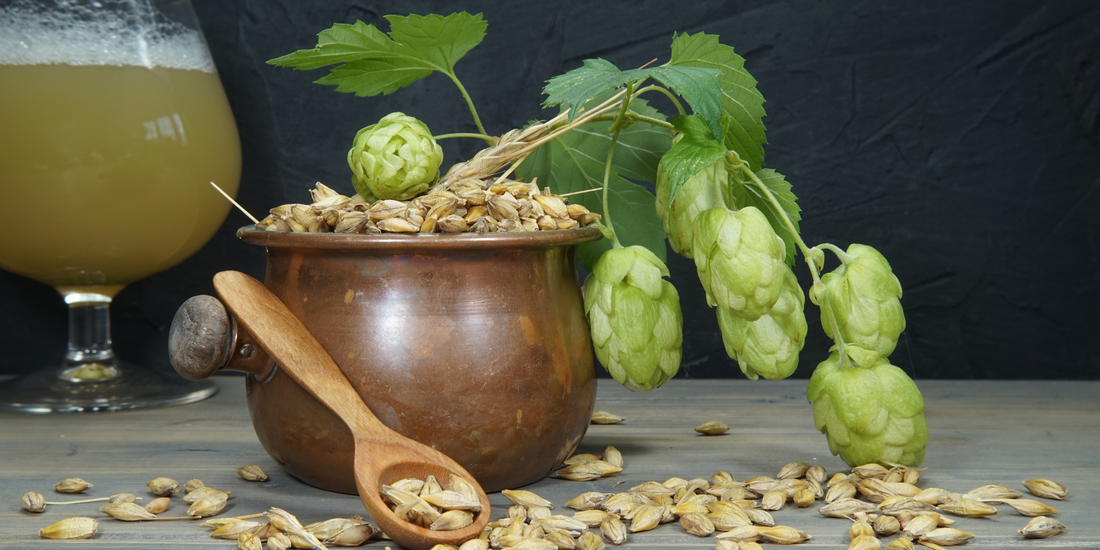 how to plant Hops from seeds