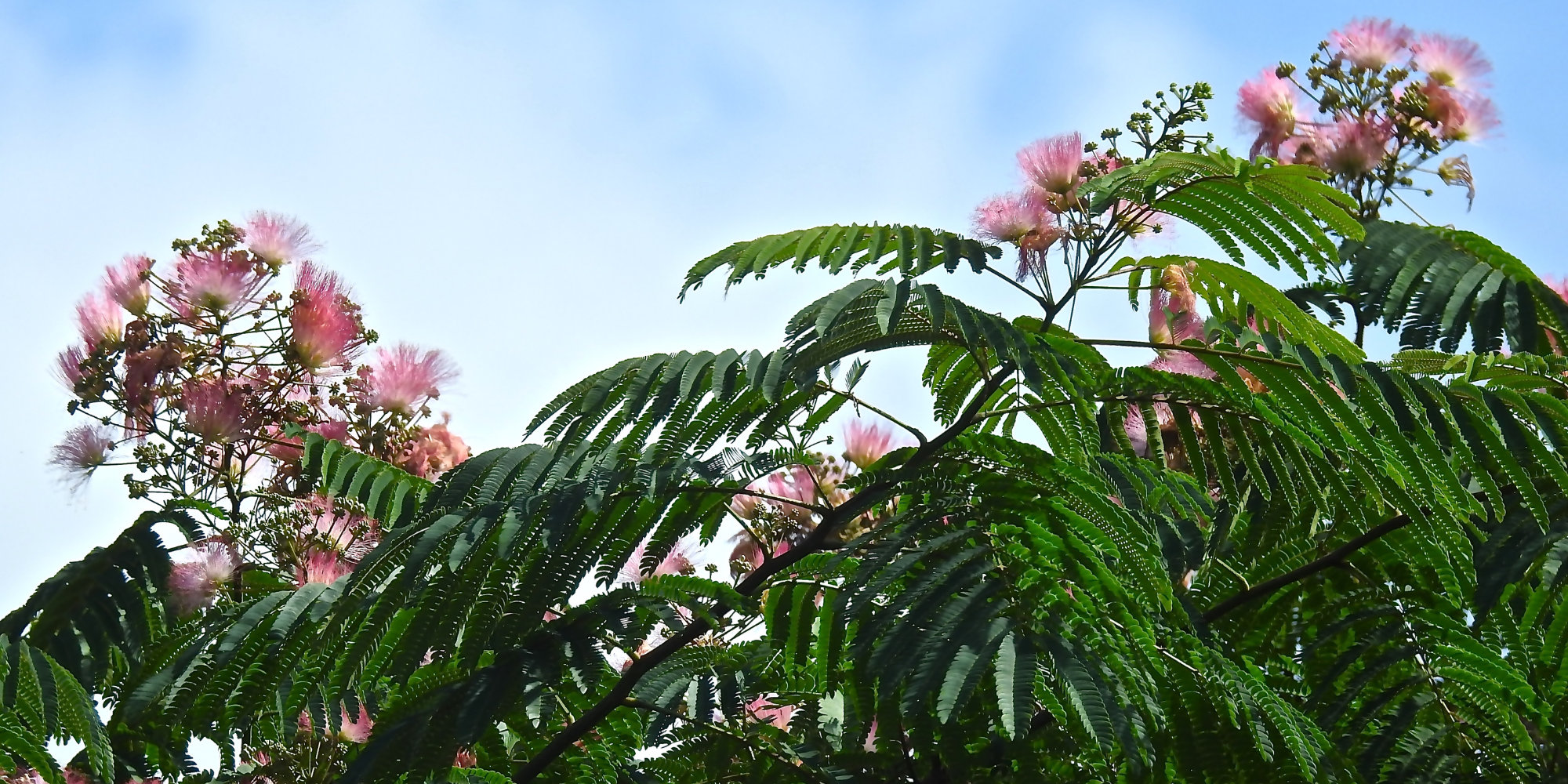 How to plant mimosa from seeds