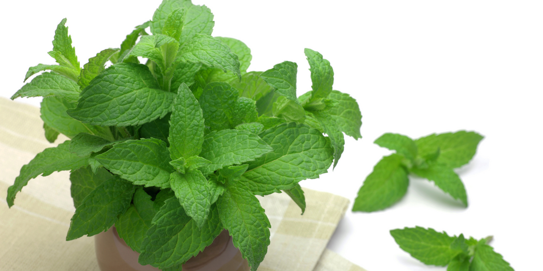 How to plant Mint from seeds