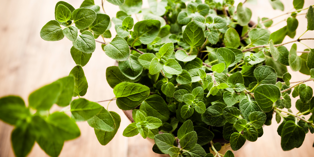 how to plant Oregano from seeds