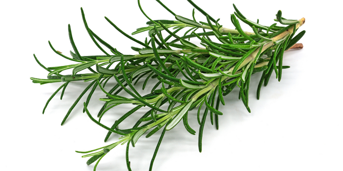 how to plant Rosemary from seeds