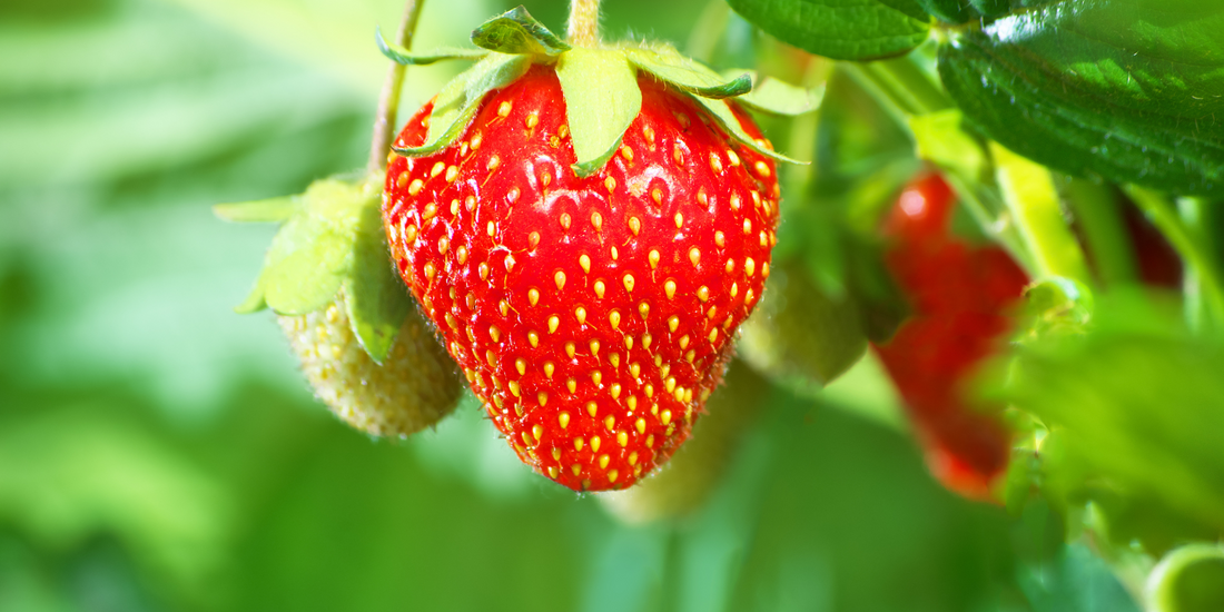how to plant Strawberry from seeds