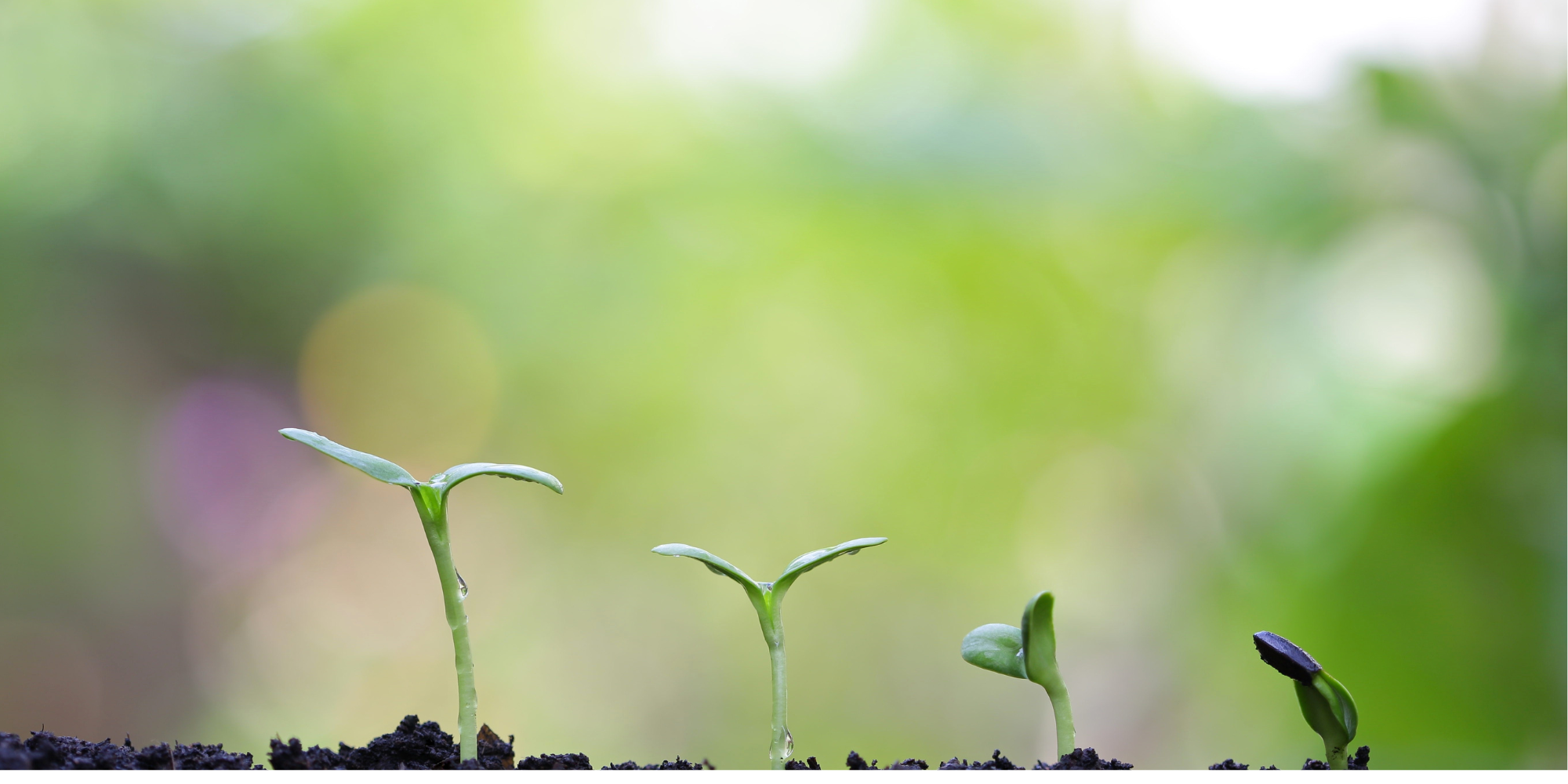 How to plant sunflower from seeds