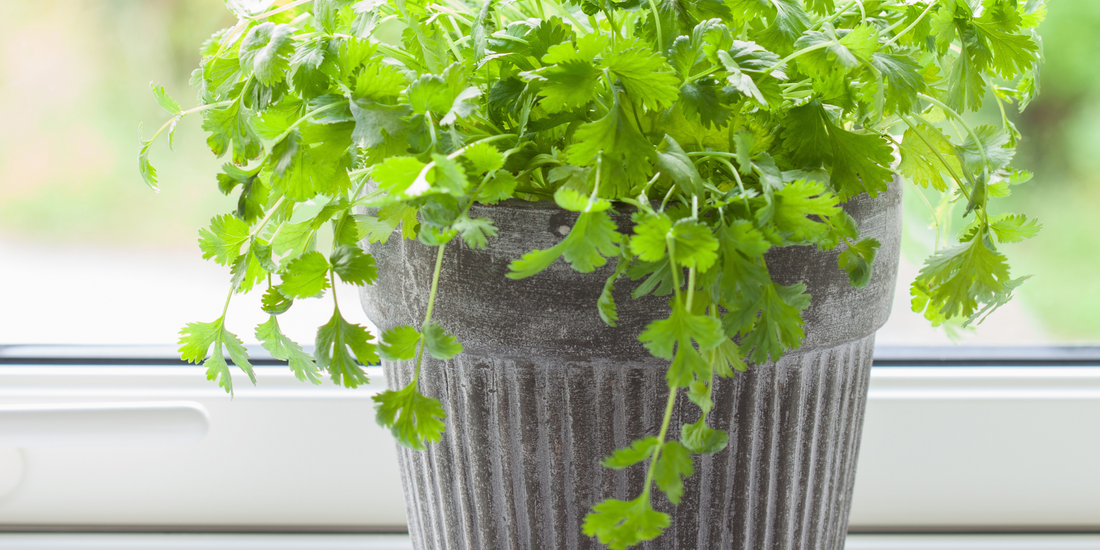 How to plant Cilantro in a pot