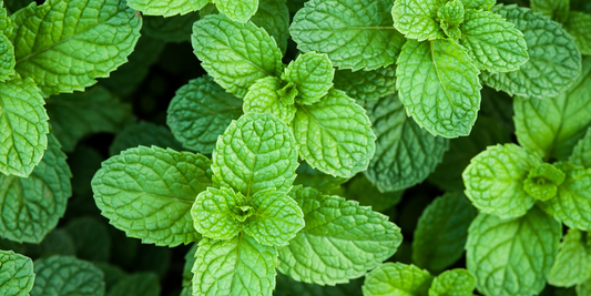 how to plant peppermint seeds