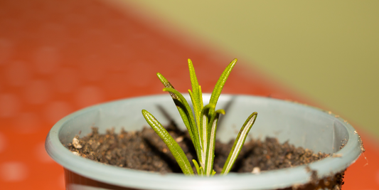 how to propagate rosemary