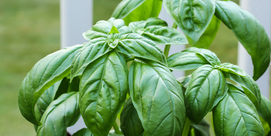 basil plant