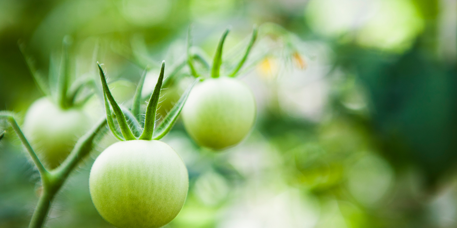 Tomatoes not turning red Sprigbox
