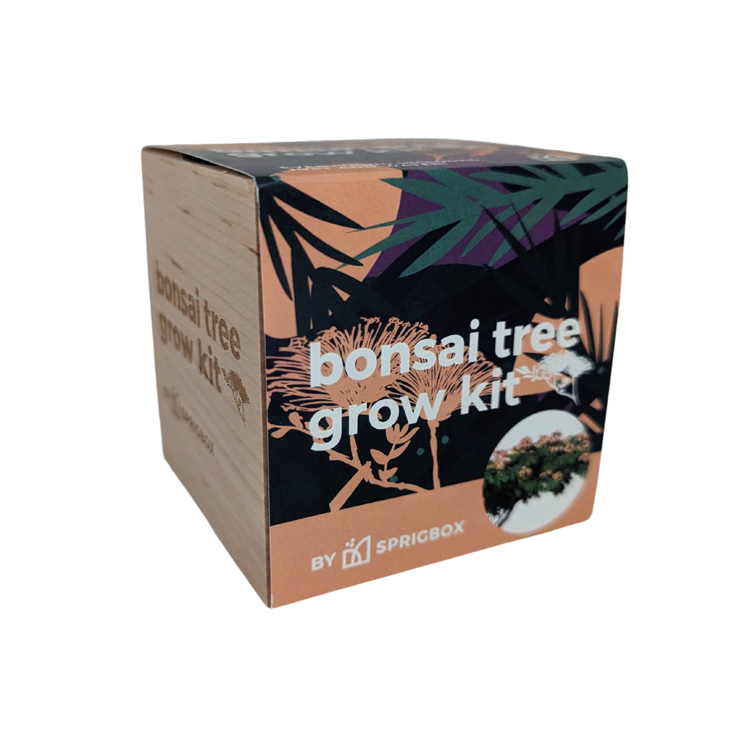 Grow Kit - Bonsai Tree - Sprigbox