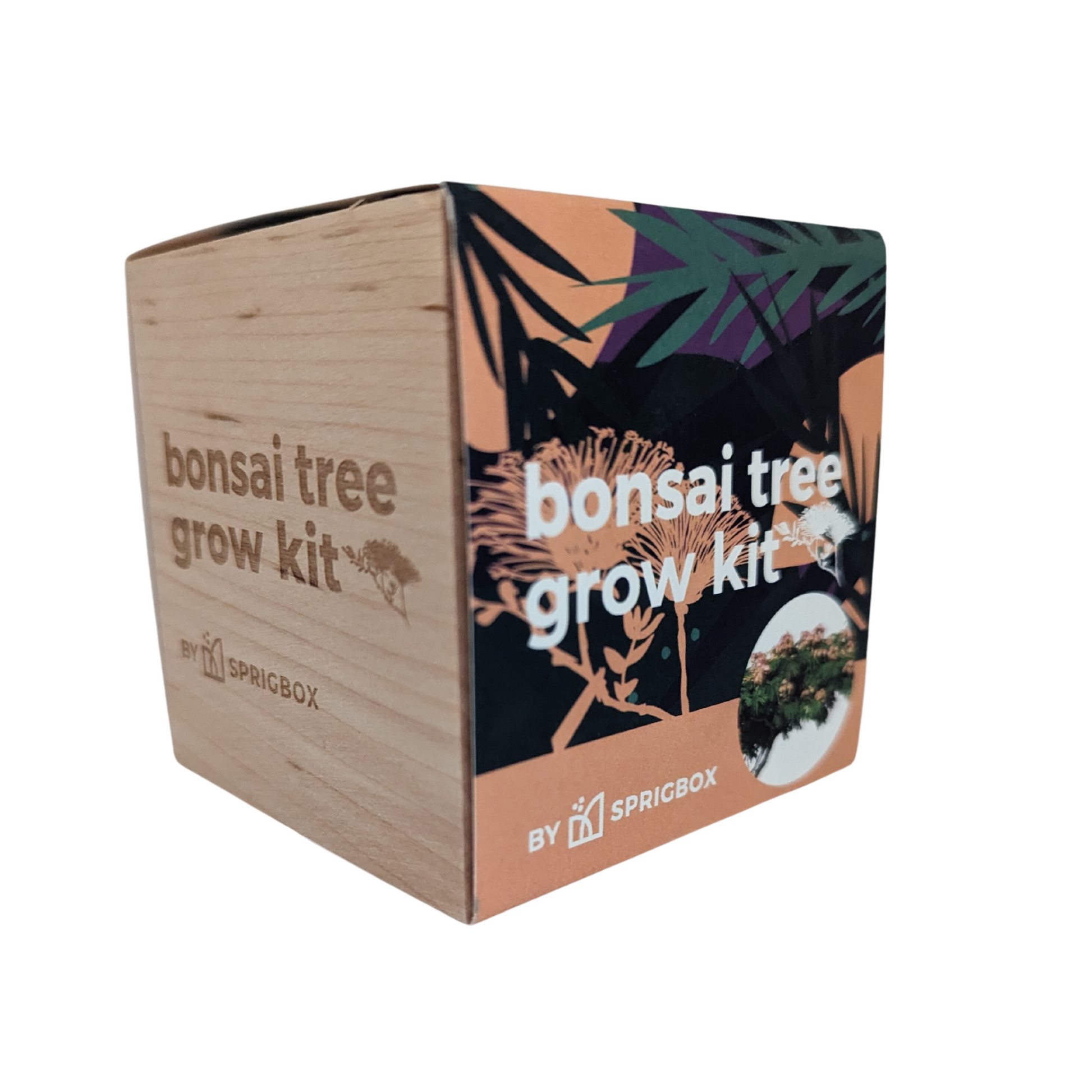 bonsai tree in a box Grow Kit