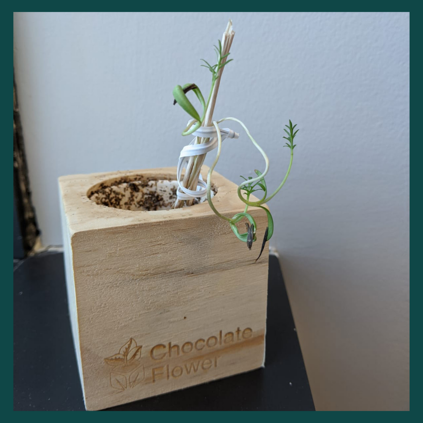 Grow Kit - Chocolate Flower - Sprigbox