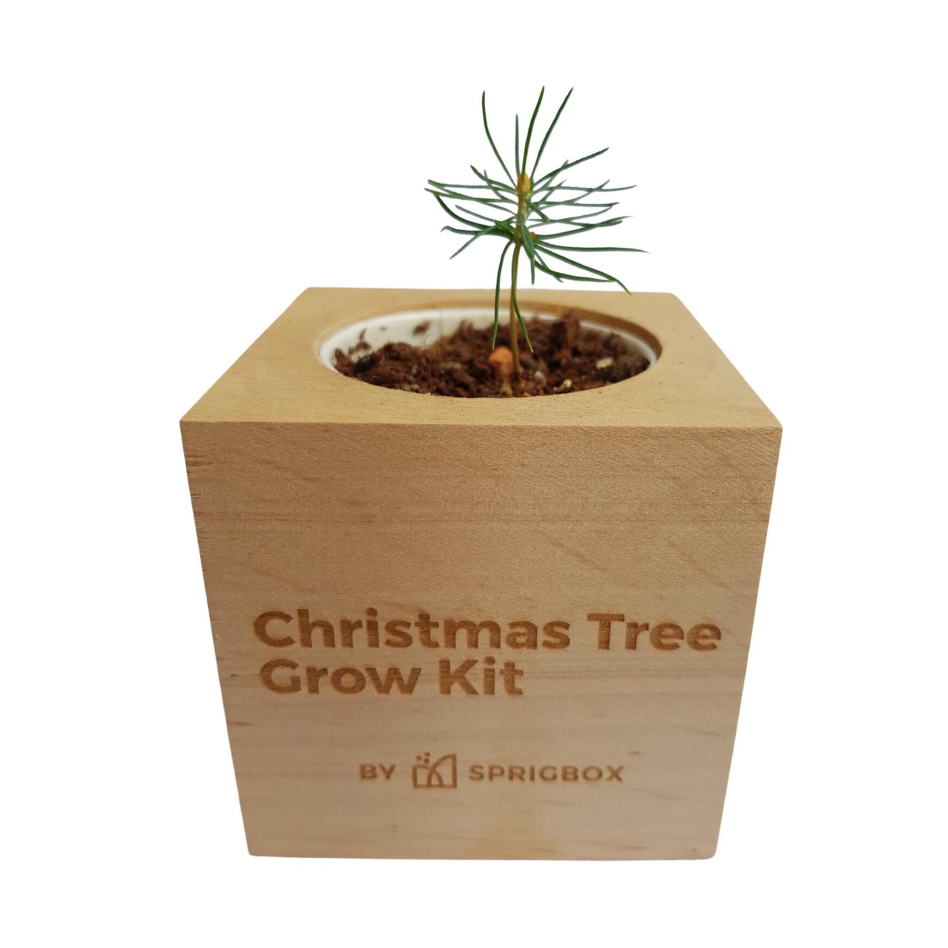 Grow Kit - Christmas Tree - Sprigbox
