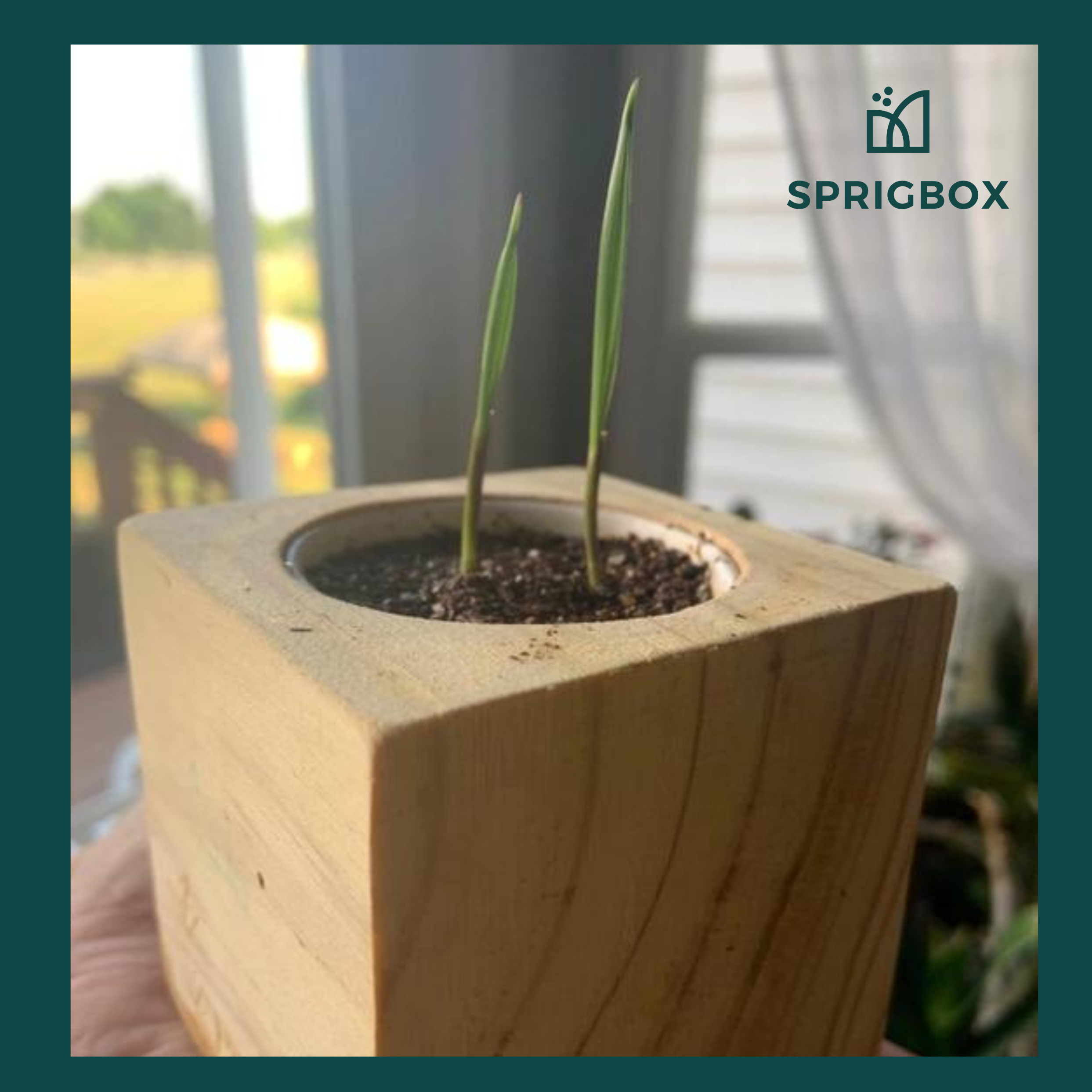 Bestsellers – Sprigbox