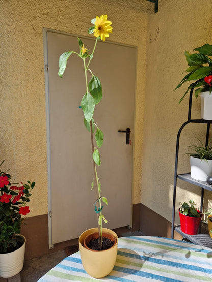Grow Kit - Sunflower - Sprigbox