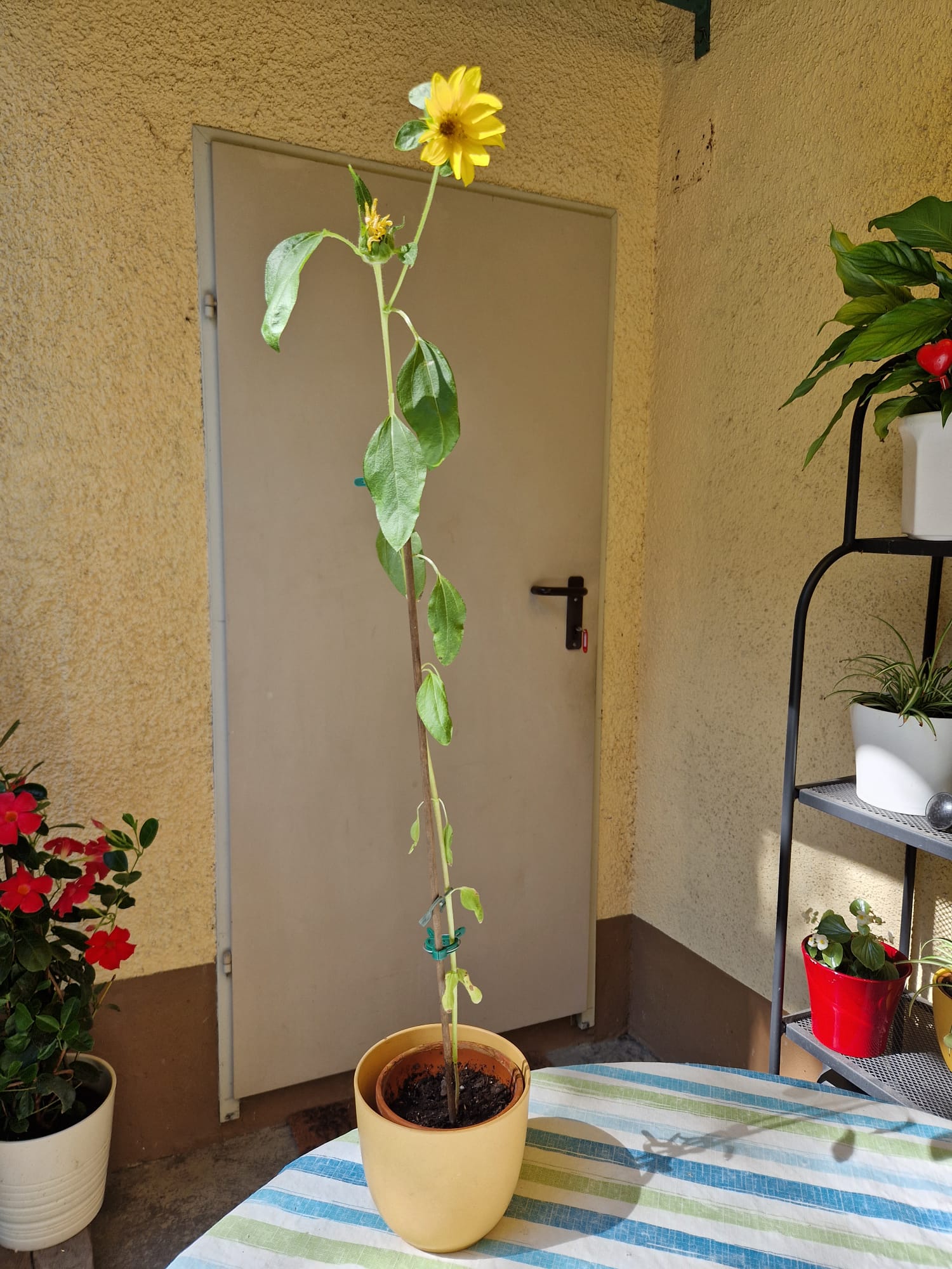 pot size for sunflower plant Grow Kit
