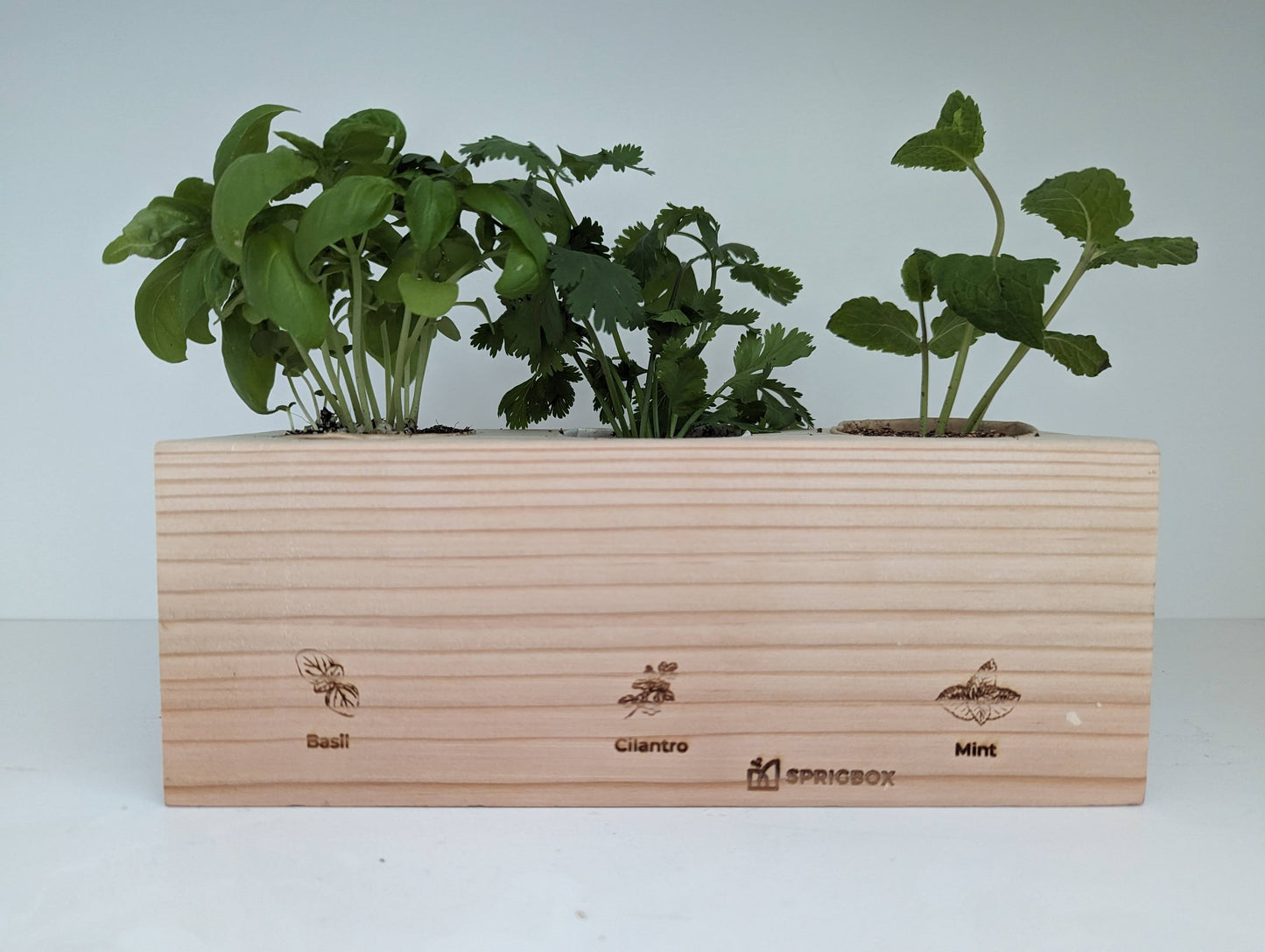 Starter Kit - Herb Garden - Sprigbox