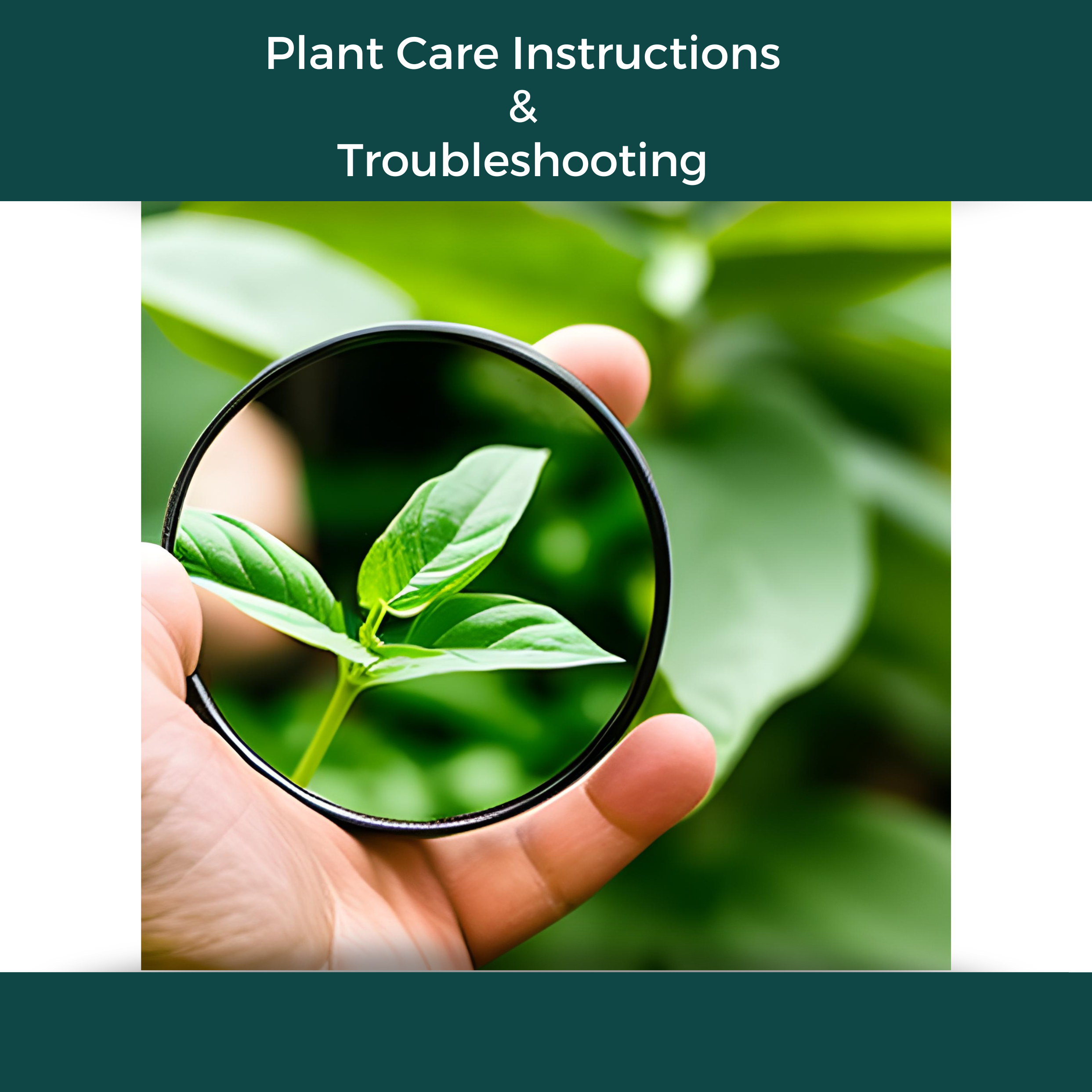 Plant Care Problems and Instructions