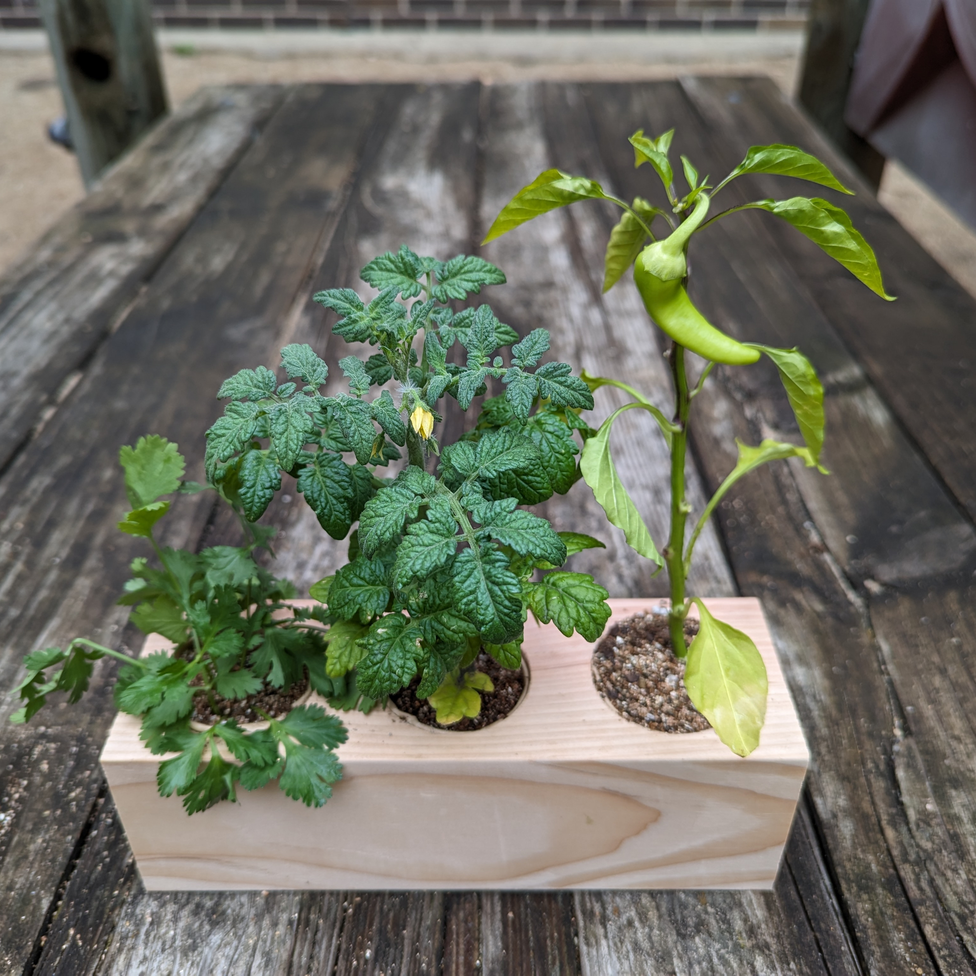 salsa garden seed kit Starter Kit - Salsa Garden