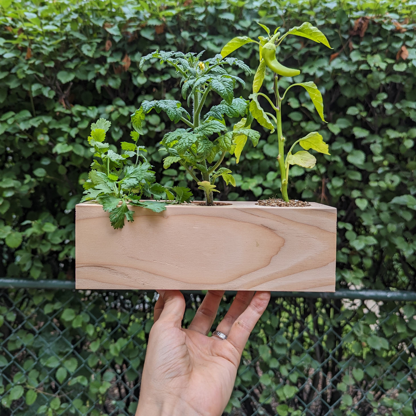 Starter Kit - Salsa Garden - Sprigbox