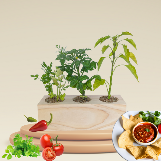 Starter Kit - Salsa Garden - Sprigbox