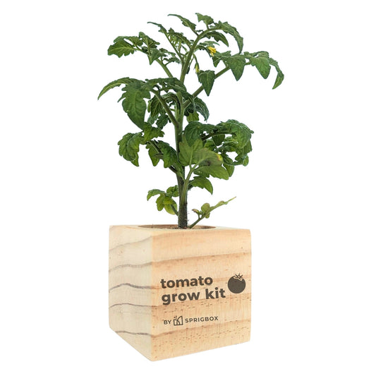 Grow Kit - Tomato