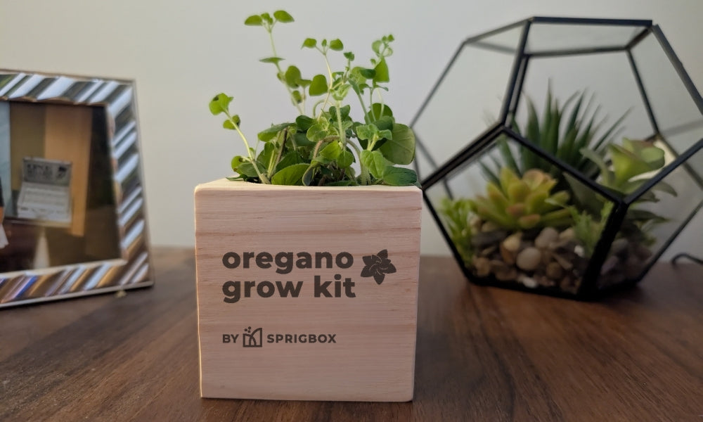indoor strawberry plant kit Grow Kit