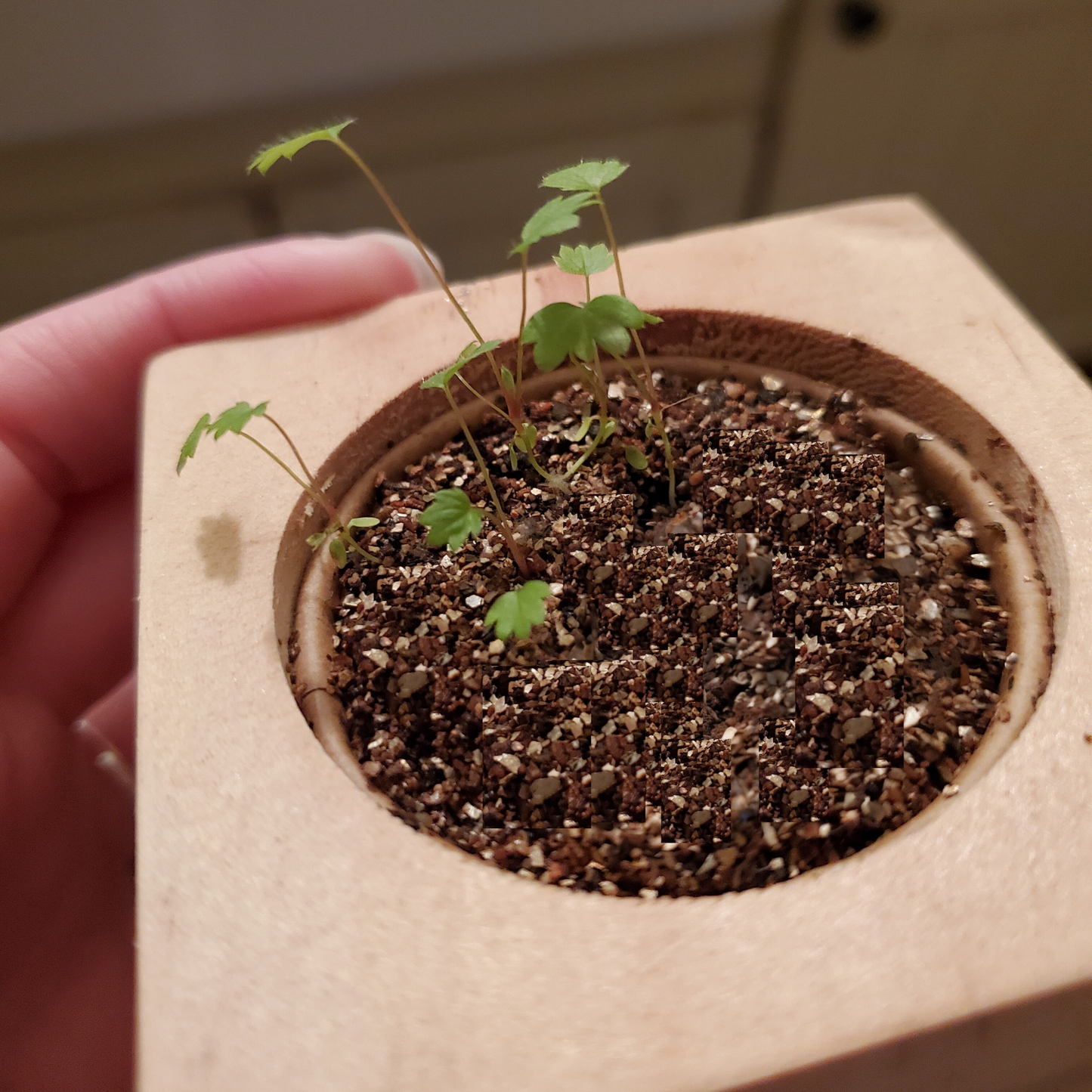 Grow Kit - Strawberry - Sprigbox
