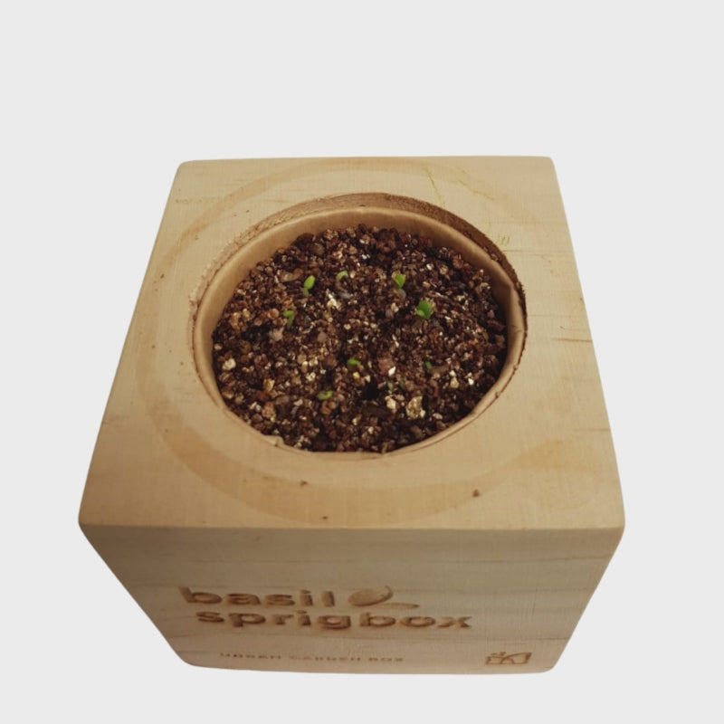 Sprigbox Grow Kit Growth Series