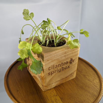 Grow Kit - Cilantro - Sprigbox