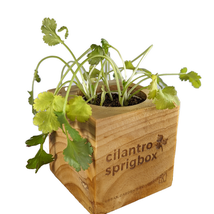Grow Kit - Cilantro - Sprigbox