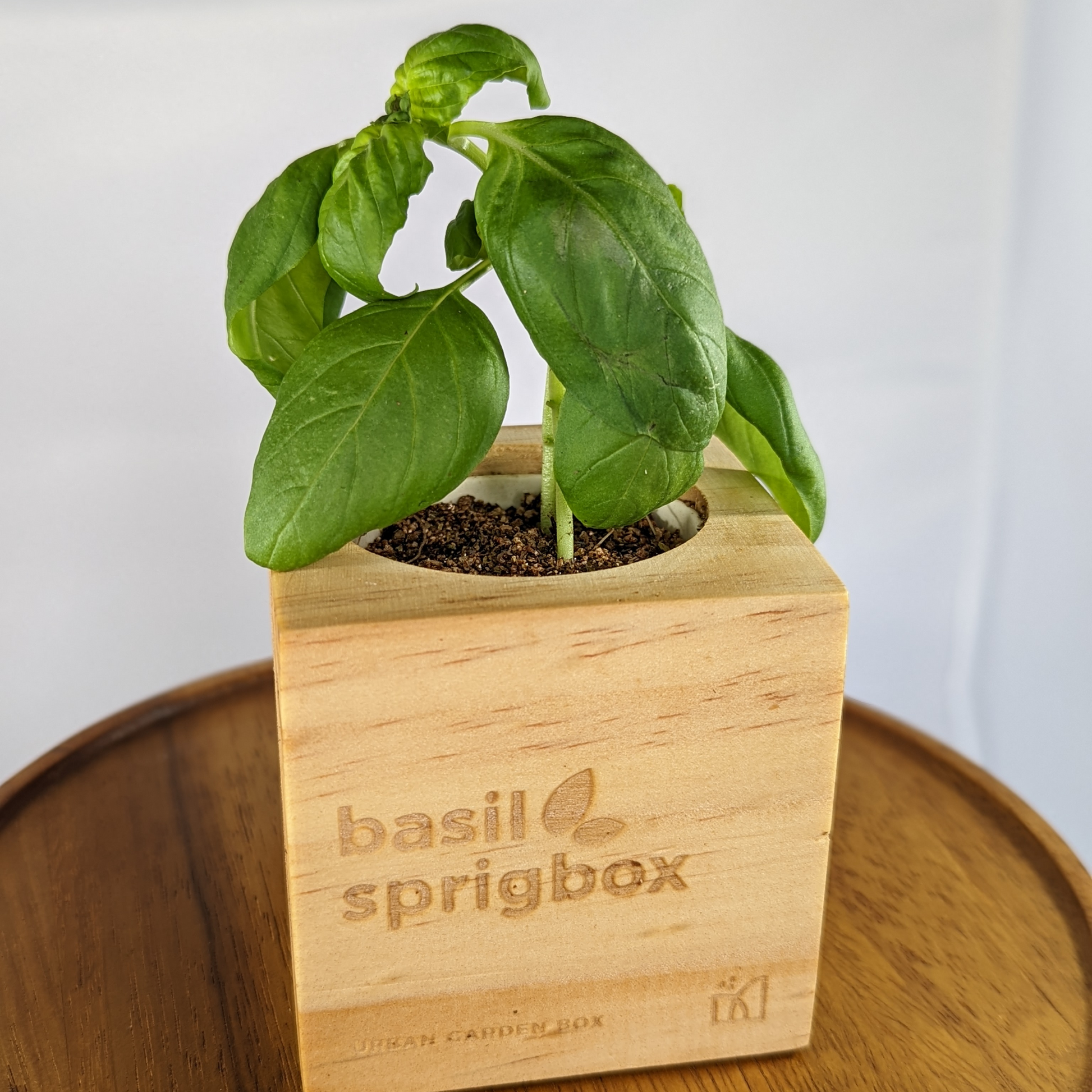 Grow Kit - Basil - Sprigbox