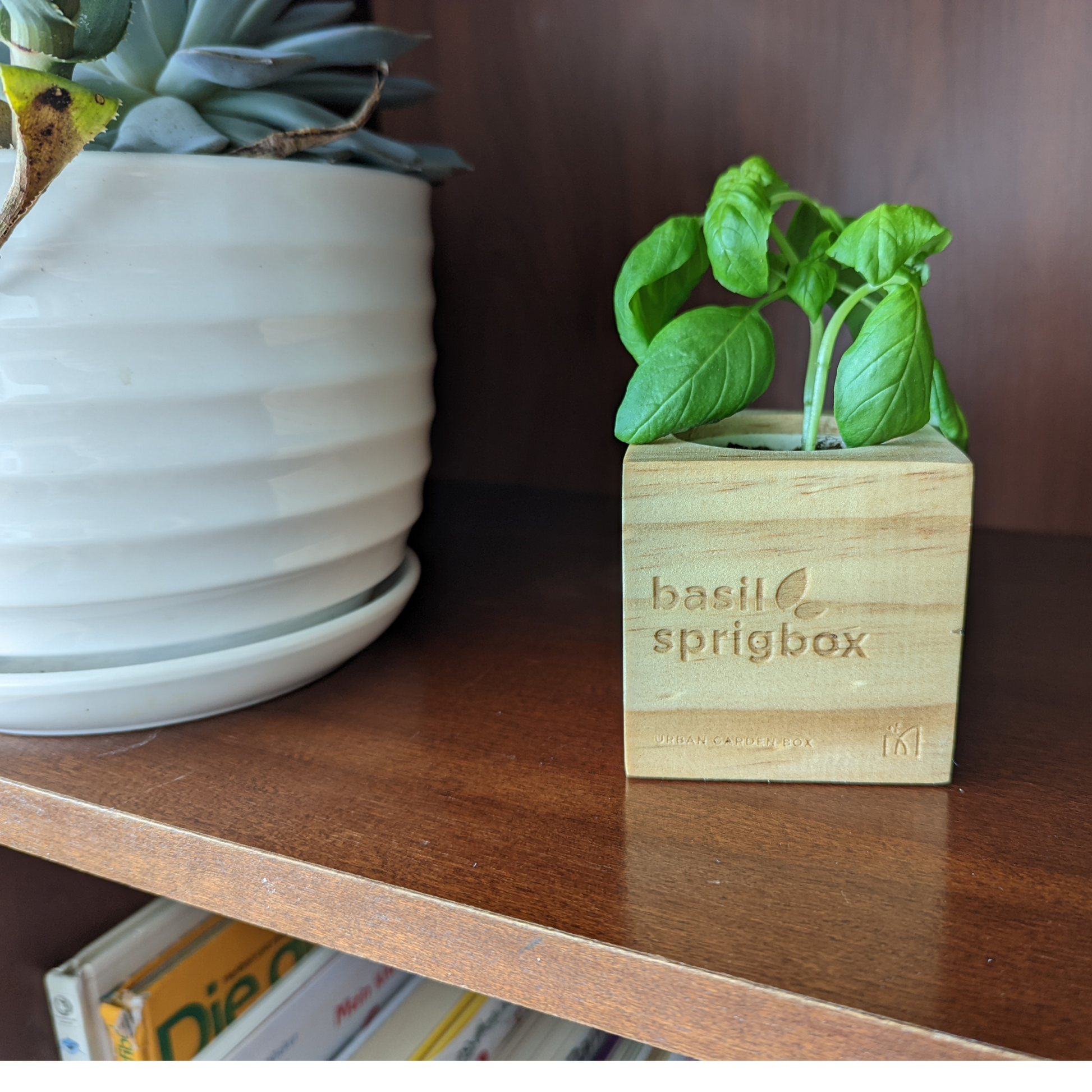 Grow Kit - Basil - Sprigbox