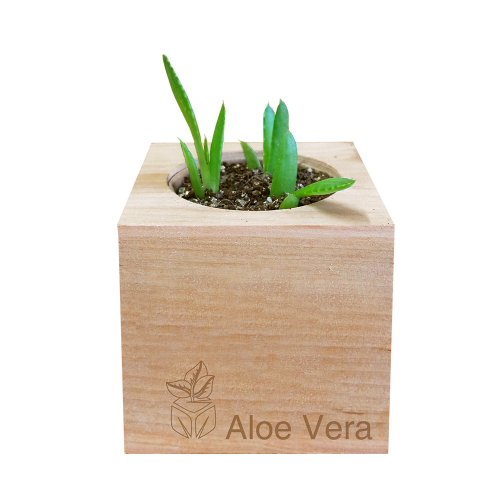 Grow Kit - Aloe Vera - Sprigbox