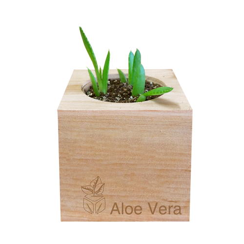 aloe vera plant kit Grow Kit