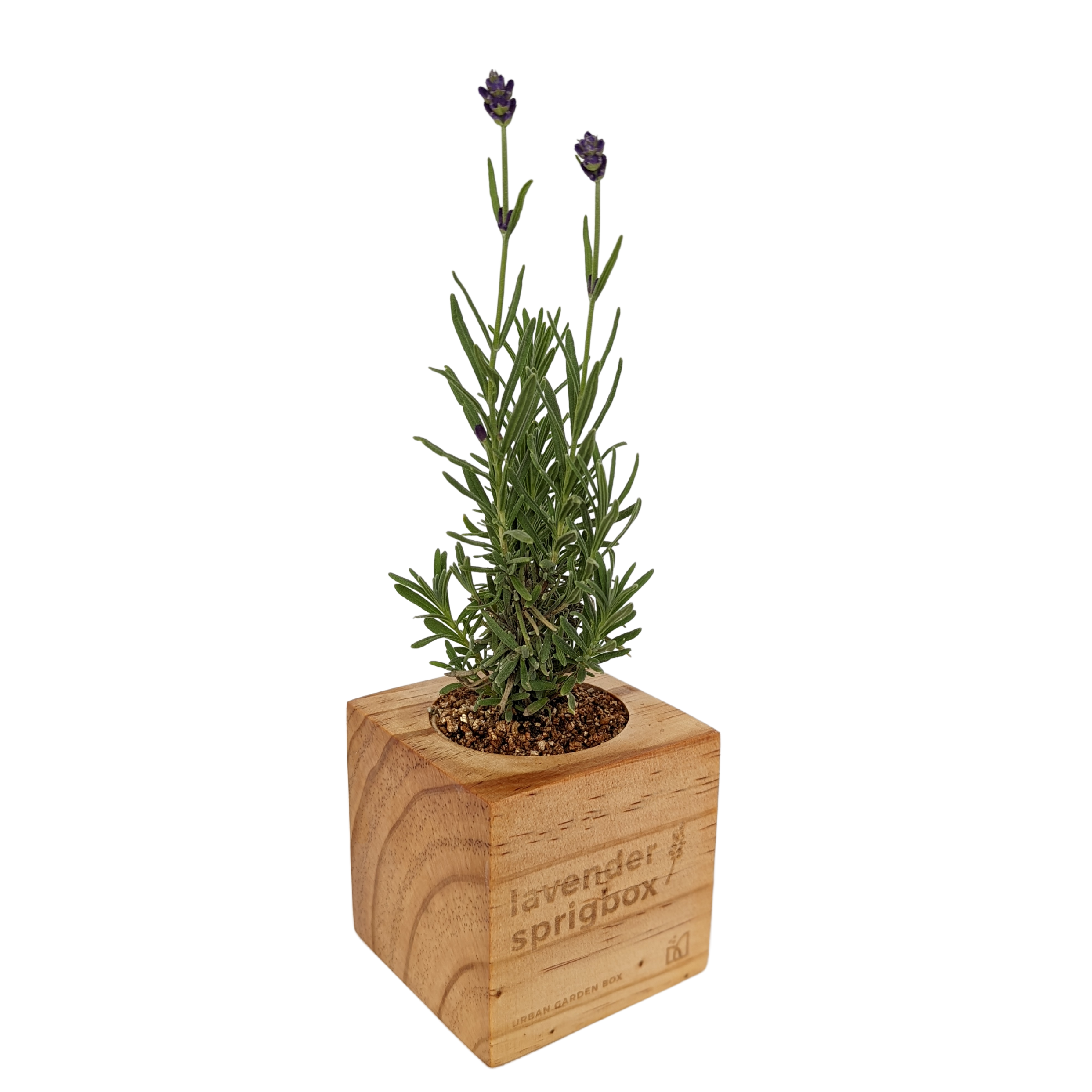  Growable Planter Gift Kit - Lavender 144688-LV