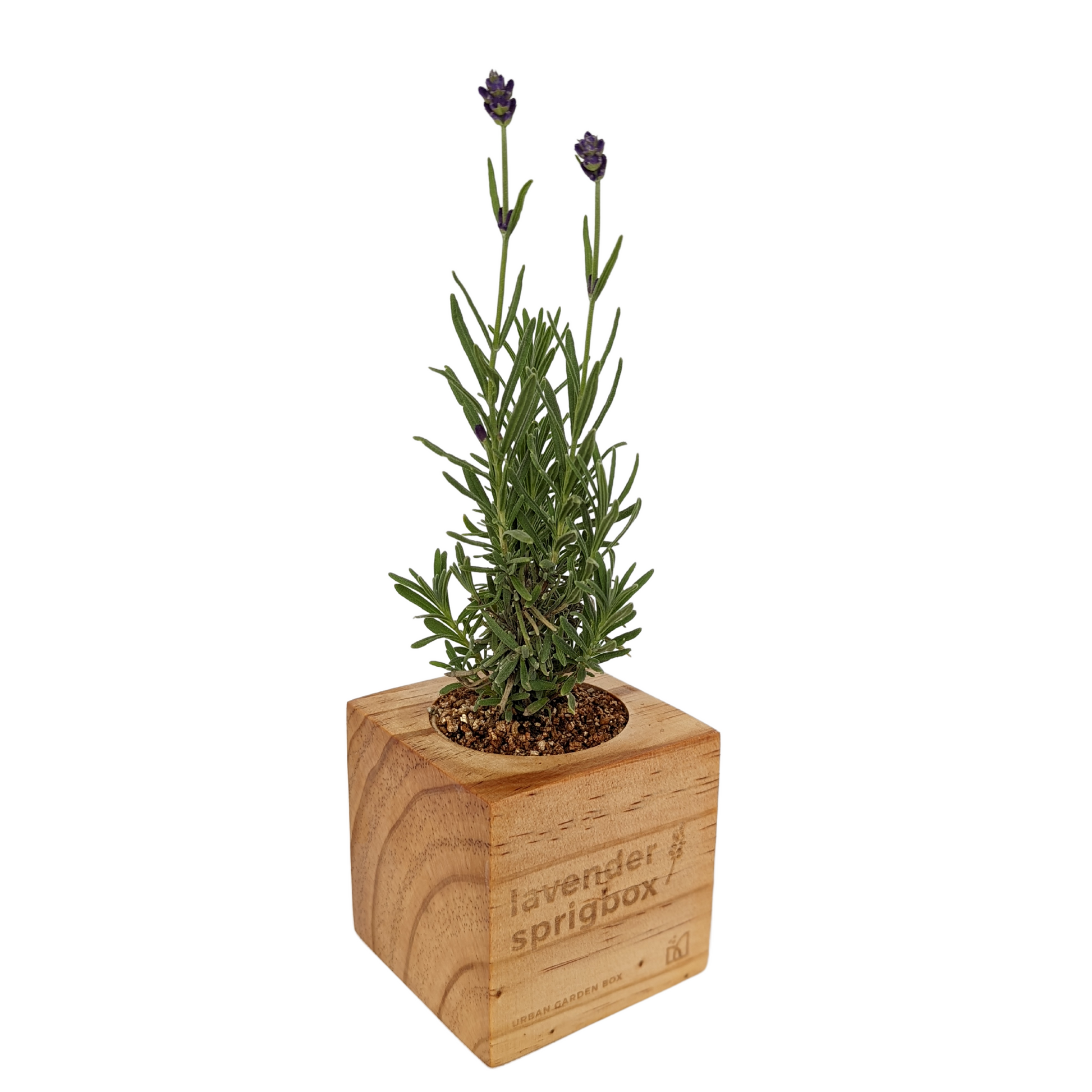 box lavender plant Grow Kit