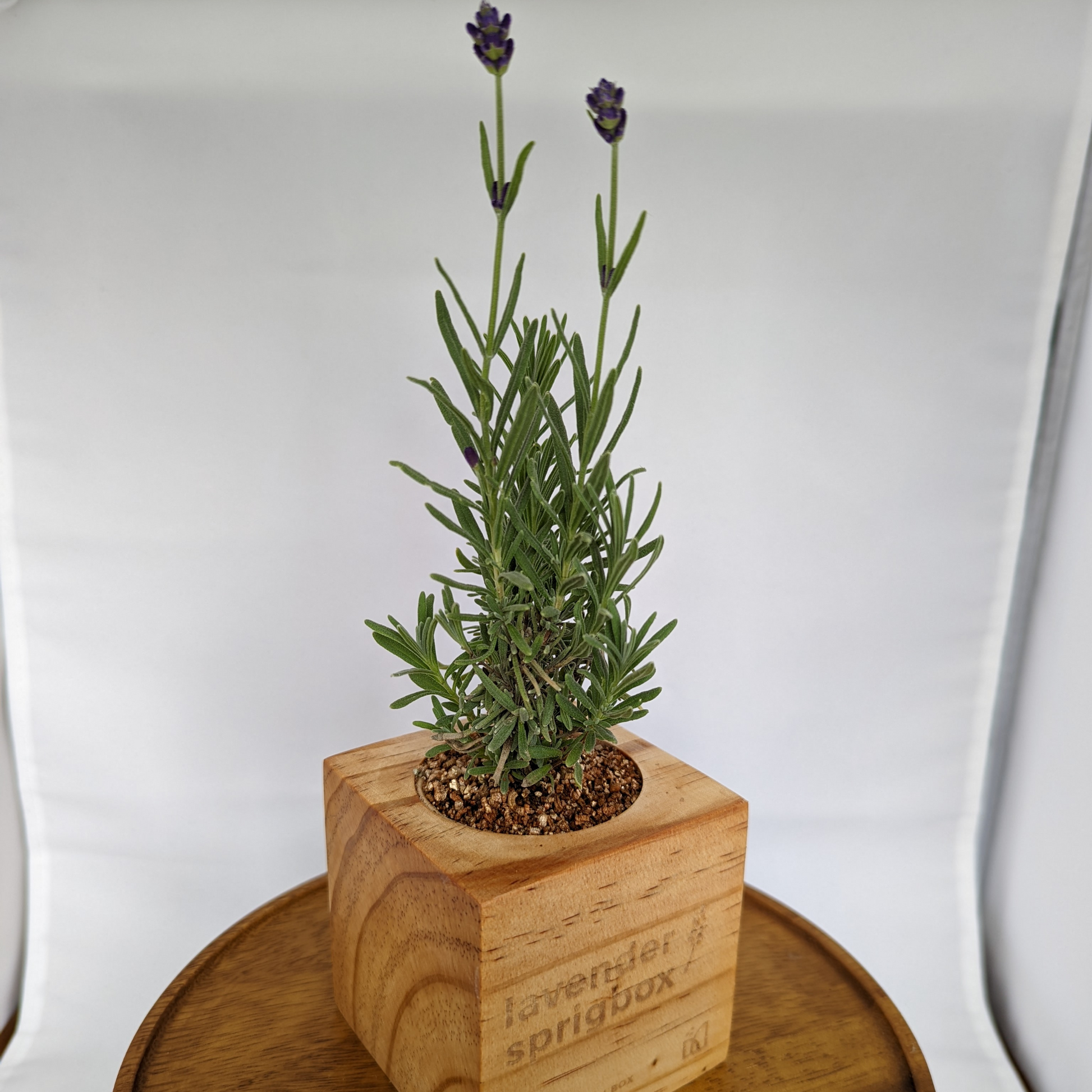 box lavender plant Grow Kit