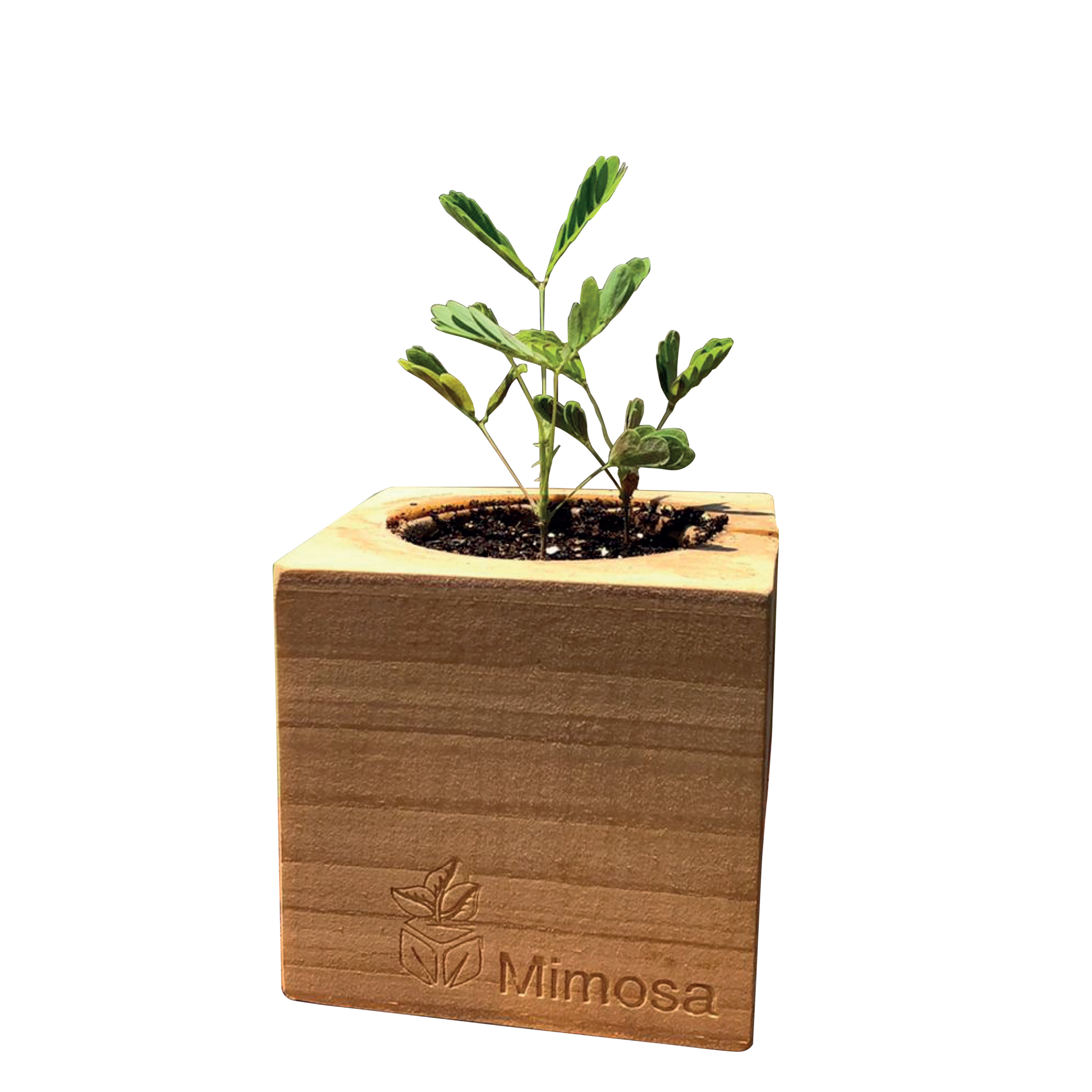 Grow Kit - Mimosa - Sprigbox