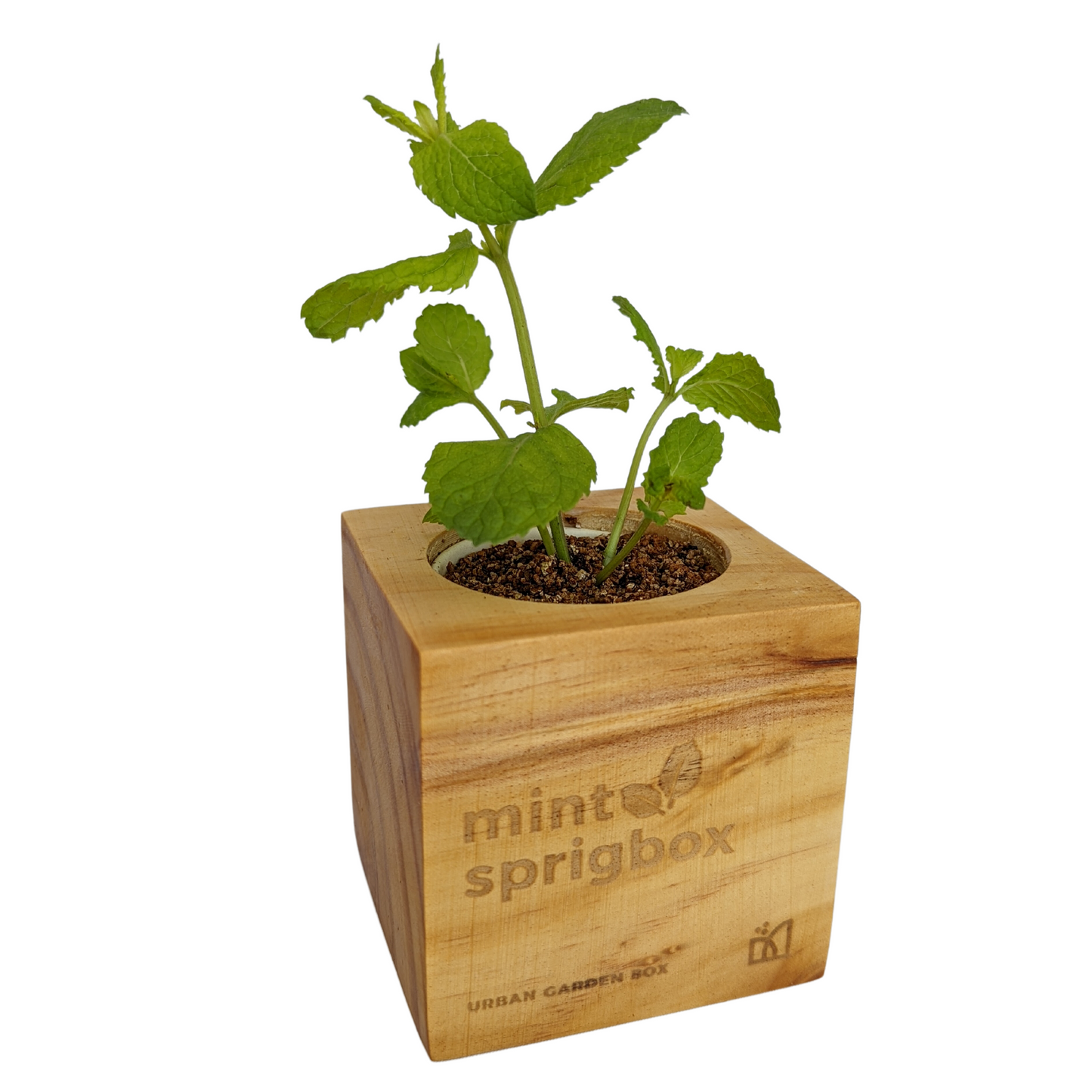 Grow Kit - Mint - Sprigbox