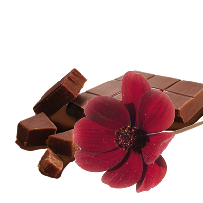 Grow Kit - Chocolate Flower - Sprigbox