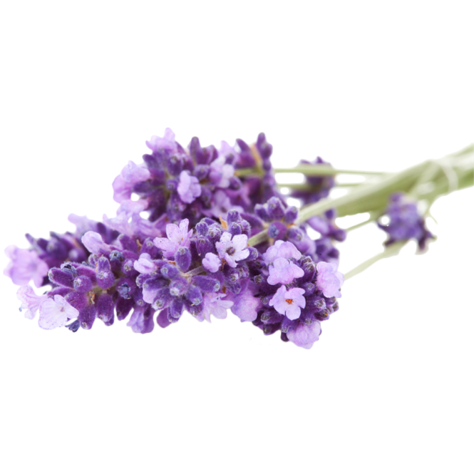 Grow Kit - Lavender - Sprigbox