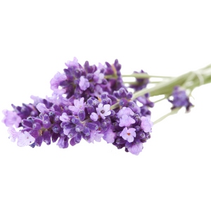 Grow Kit - Lavender