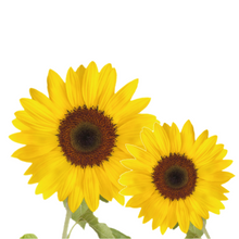 Load image into Gallery viewer, Grow Kit - Sunflower
